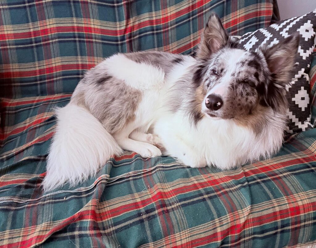 alergia a las mascotas en casa