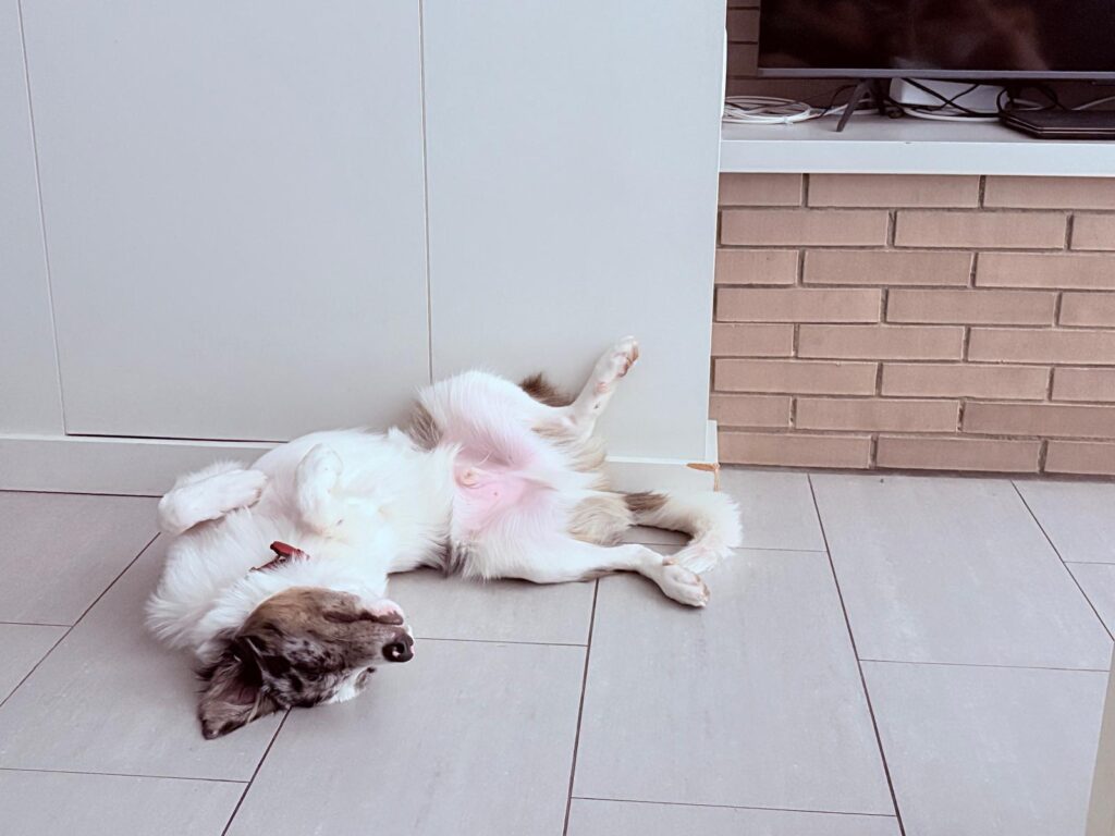 Cómo eliminar el olor a perro en el salón.