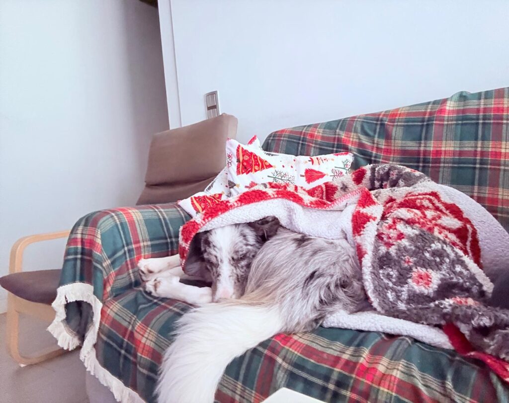 eliminar el olor a perro del sofa